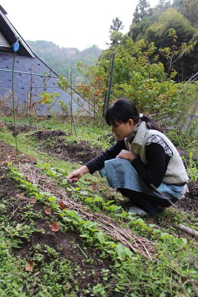 緑あふれる畑で、座り込んで作物の手入れをしている矢倉藍子さんの写真