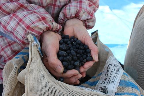 女性の両手いっぱいに持たれた収穫されたばかりの黒豆の写真