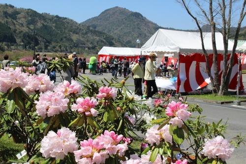 テントに人々がいる横でシャクナゲが咲いている写真