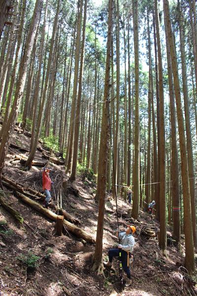 急斜面に無数に生える木を安全に配慮しながら間伐する、日本森林ボランティア協会のメンバーの方々の写真