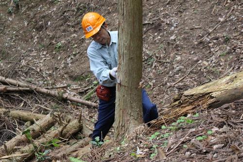 倒れる方向に注意しながら、木の高さや特徴を見つつ慎重にのこぎりで木を切っていくボランティアの方の写真