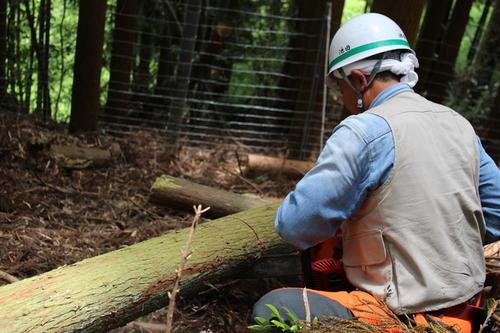 白いヘルメットをかぶったボランティアの方が、運びやすい長さに木を切る様子の写真