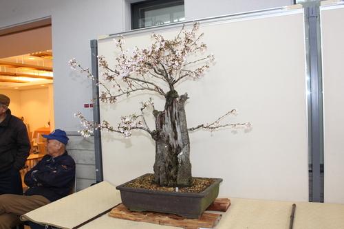 幹の内部から元気に根や枝をつけて元気に花を咲かせている大山小学校改装時に切られた桜の幹の写真