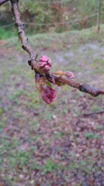 つぼみがついている枝のアップの写真