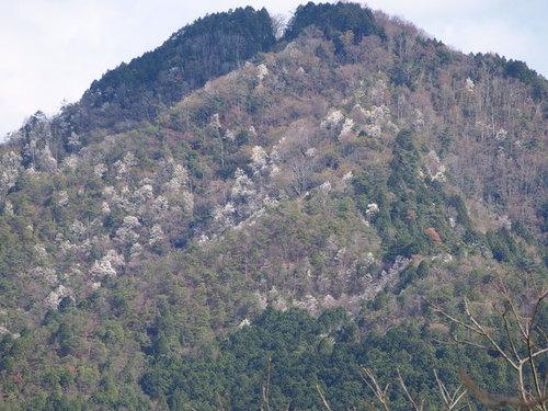 王地山公園東展望台（ささやま荘の東）から見たタムシバの開花で部分的に白く染まっている高城山の写真