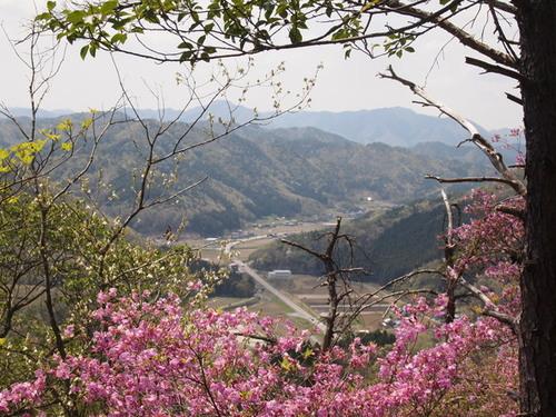 展望台から眺めて国道173号と篠山市福井がコバノミツバツツジ越しに見えている写真