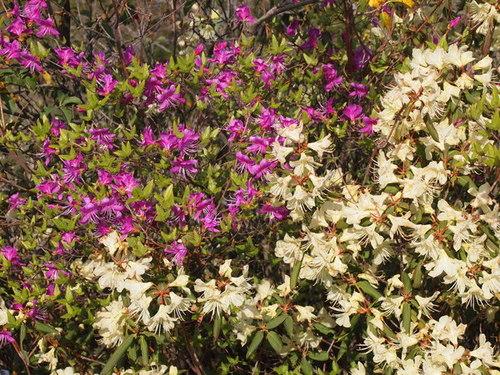 あたり一面、満開に咲いている篠山市小原のヒカゲツツジの写真