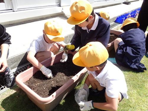 長方形の土の入った鉢を取り囲み軍手をして植え付けする生徒たちの写真