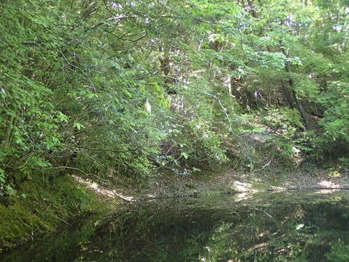 青々とした葉がついた木の枝が水面に向かってせり出している池の周辺の写真