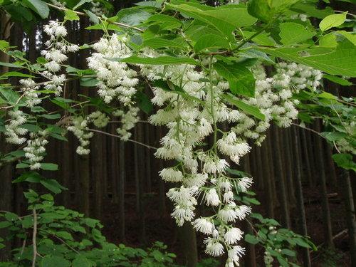 県立ささやまの森公園に咲く白いオオバアサガラの写真