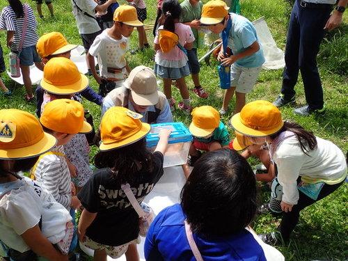 黒田の森で実際に小学生たちが捕まえた虫を虫かごに入れてみんなで眺めている様子の写真