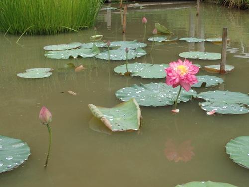茶色く濁った池の中で、もうすぐ咲きそうな5つのハスの花のつぼみときれいなピンク色に咲く1輪のハスの花の写真