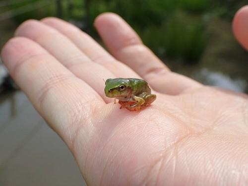 緑色の小さなアマガエルを手のひらの小指の付け根辺りに乗せた様子の写真