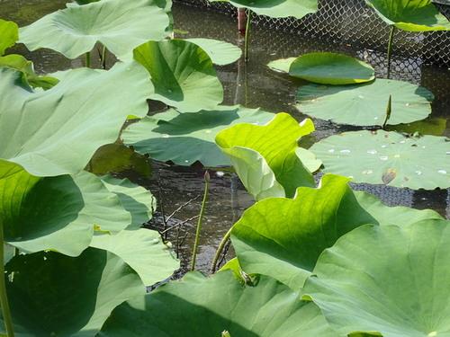 少し濁った池に篠山紅蓮の葉がたくさん生育している写真