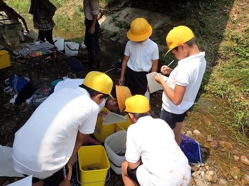 小学生が黄色や白色のバケツの中の生きものを調査をしている様子の写真