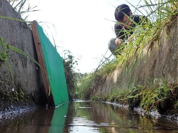 コンクリート水路にたてかけられた緑色のカエル脱出ネットとしゃがみこんで実験を行う男性の写真