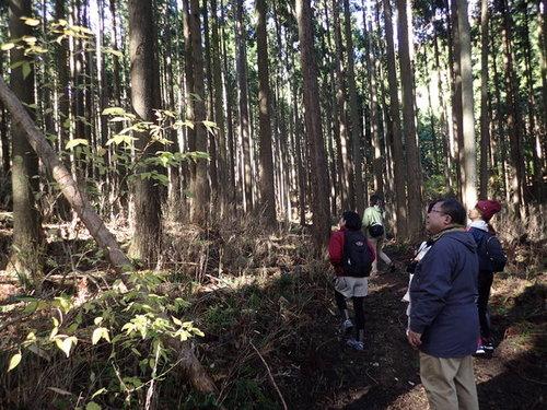森の中に入り間伐作業を見学しているエコツアー参加者達の写真