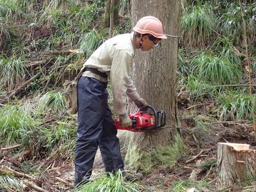 チェーンソーを手に木の伐採を行う作業着姿の男性の写真
