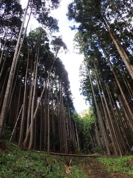 天高く伸びる木々を下から見上げるように撮影された木立の写真