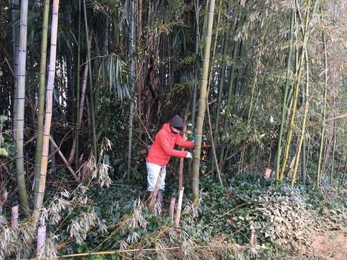 粉砕する竹を赤いジャケットを着た男性が竹林から手作業で切り出している様子の写真
