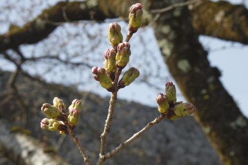 ソメイヨシノの蕾のついた枝のアップの写真