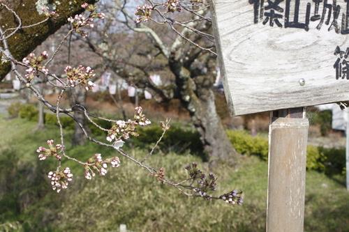 篠山城跡の看板の裏でほころび始めた桜の花のアップの写真