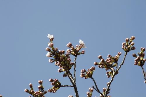 青空に向かって咲くような桜の花のアップの写真