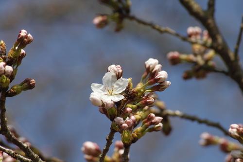 青空をバックに開花し始めた桜の花のアップの写真