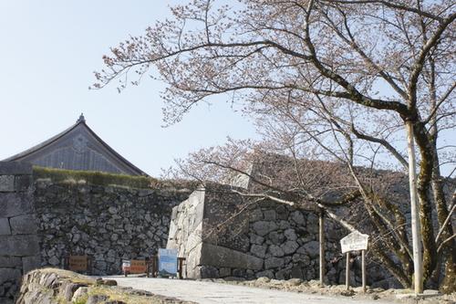 篠山城跡登り口の石垣の手前の桜の基準木に蕾がついている様子の写真