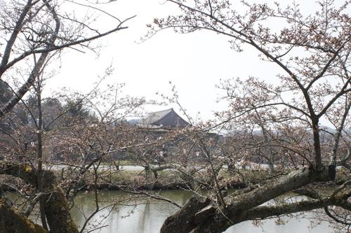 街道に咲いたソメイヨシノの向こうにお堀と篠山城跡が見えている景色の写真