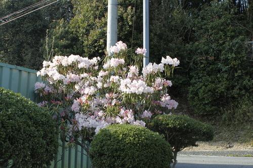 西紀体育館の近くに咲くシャクナゲの写真1