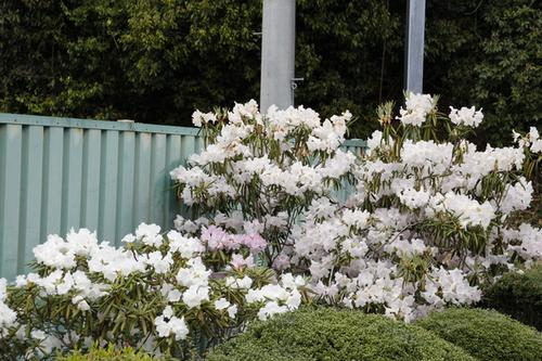 水色のフェンスの脇に白や薄ピンク色のシャクナゲの花が満開で咲いている様子の写真