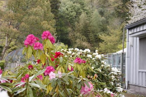 赤やピンクなど様々な色で咲き誇るシャクナゲ公園のシャクナゲの花の写真