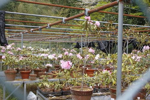 パイプで作られた小屋に沢山の綺麗な花を咲かせたシャクナゲの鉢植えが並んでいる様子の写真