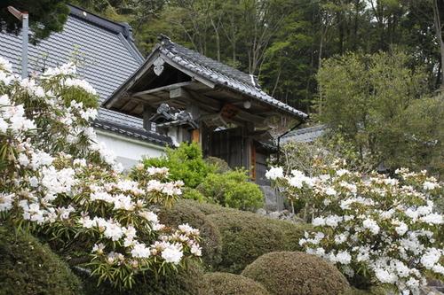 福徳貴寺の門の前の斜面で白く鮮やかに咲くシャクナゲの花の写真