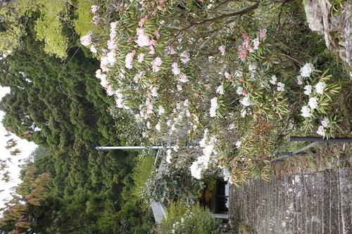 お堂手前の石段の脇を白やピンク色で彩るシャクナゲの花の写真