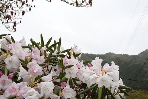 曇り空の山々をバックに鮮やかな白や薄ピンク色の花を咲かせるシャクナゲの花の写真