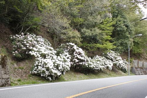 つつみ峠脇の斜面に白い絨毯を敷いたように咲くシャクナゲの花の写真