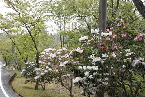 道路わきの木々に交じり白やピンク色の花を咲かせるシャクナゲの花の写真