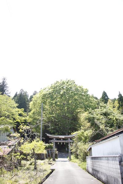 細い道の先に鳥居があり、その奥に沢山の木々が生い茂る春日神社の入り口の写真