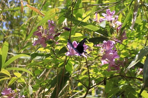 日差しを浴びて鮮やかなピンク色の花を咲かせるつつじに蜜を求めてアゲハ蝶が飛んできた様子の写真