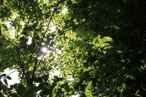 鮮やかな緑の濃淡を作り出す木々の葉の隙間から暖かな木漏れ日が差し込む様子の写真