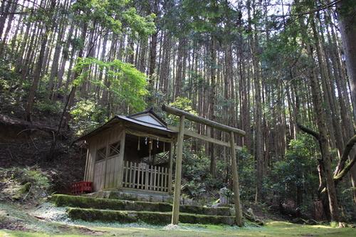 真っ直ぐに生えた大きな木に囲まれた小さな本殿と鳥居でできた神社の写真