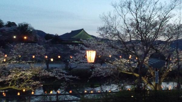 ライトに照らされた桜が幻想的な風景の夕暮れ時の篠山城跡の写真