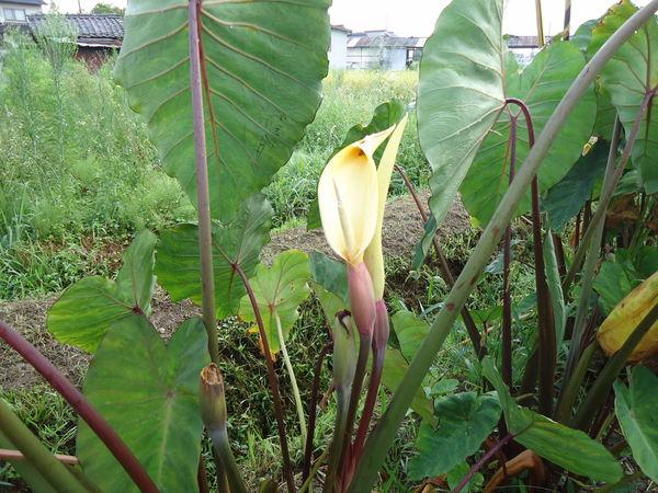 紫色の茎と大きな葉を持つ里芋に黄色い花が咲いている写真2