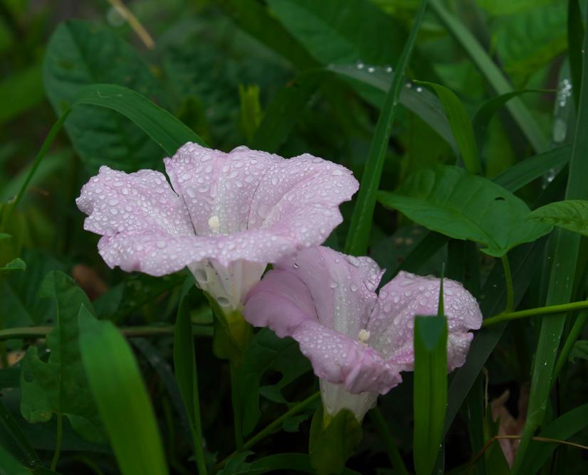 上を向いて花を開く水滴で濡れたヒルガオの写真