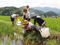 農都のめぐみ米を栽培する田んぼでの生き物調査