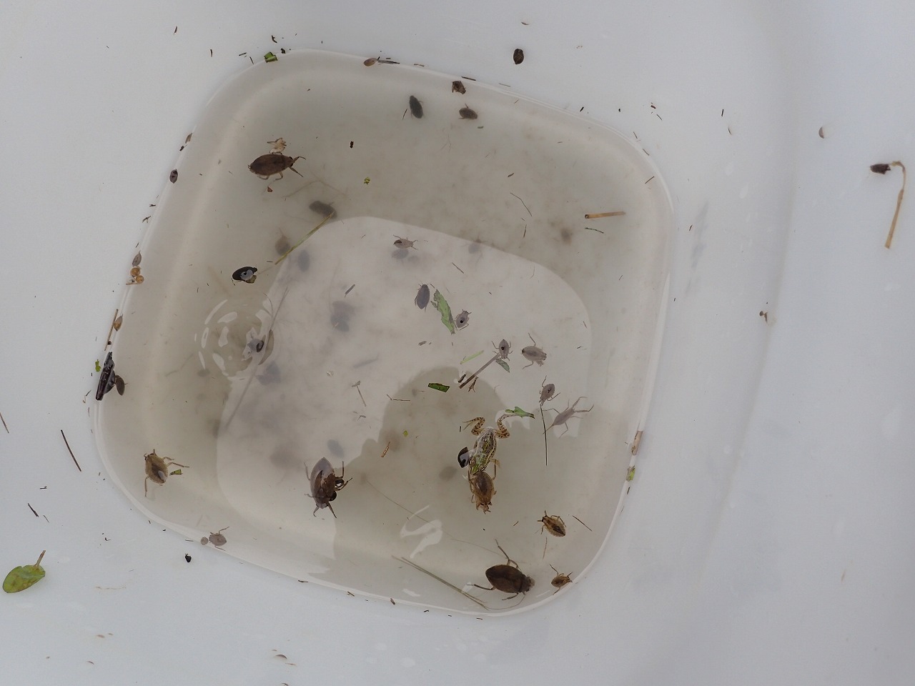 採取した生き物