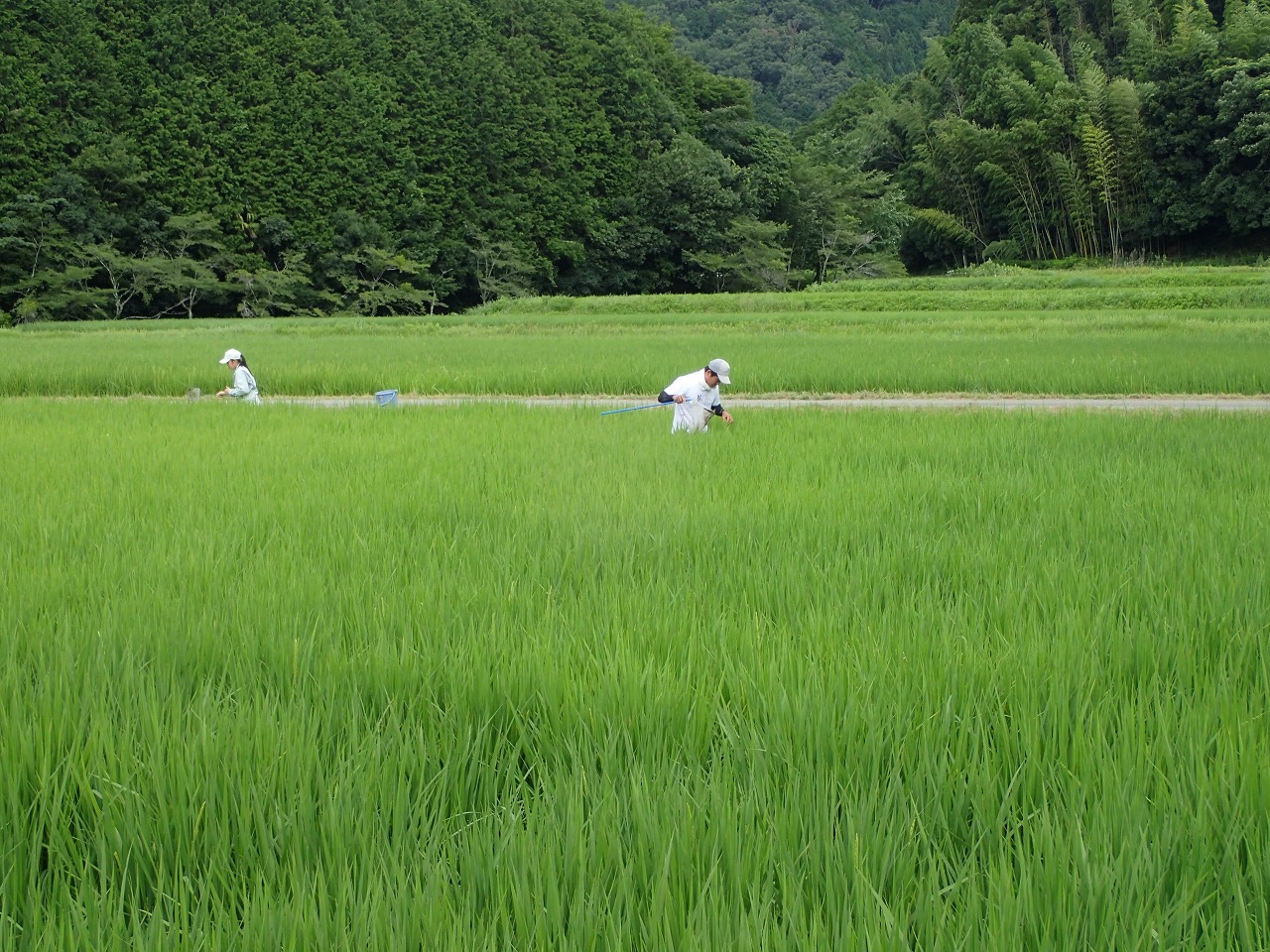 田んぼで生き物を採取している高校生2人