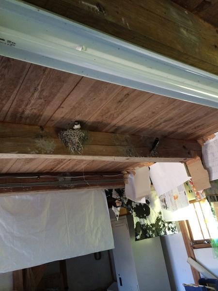 天井の梁に燕の巣があり、そこから一匹燕が顔をだしていて、その奥の梁にも燕が止まっている写真